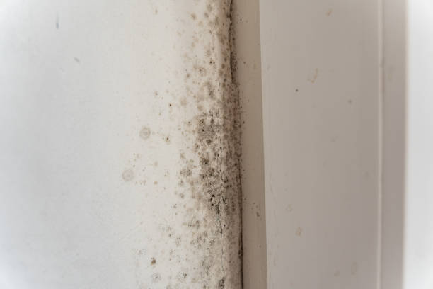 Mold Odor Removal Services in Lake Holiday, VA